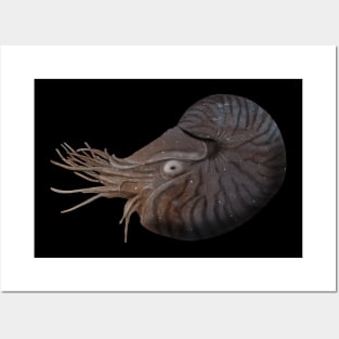 Galaxy Nautilus Posters and Art